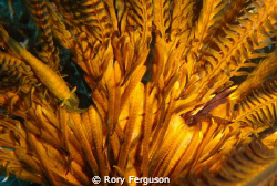 shrimp and squat lobster in featherstar
taken with Sony ... by Rory Ferguson 